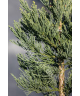 Секвойядендрон Велетенський 'Глаукум'  (Sequoiadendron giganteum Glaucum)
