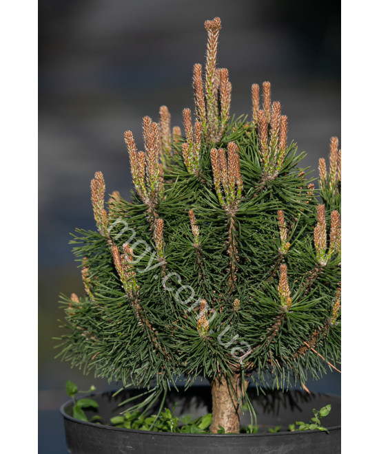 Сосна гірська Мопс (Pinus mugo Mops)