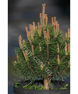Сосна гірська Мопс (Pinus mugo Mops)