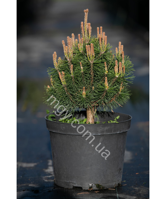 Сосна гірська Мопс (Pinus mugo Mops)