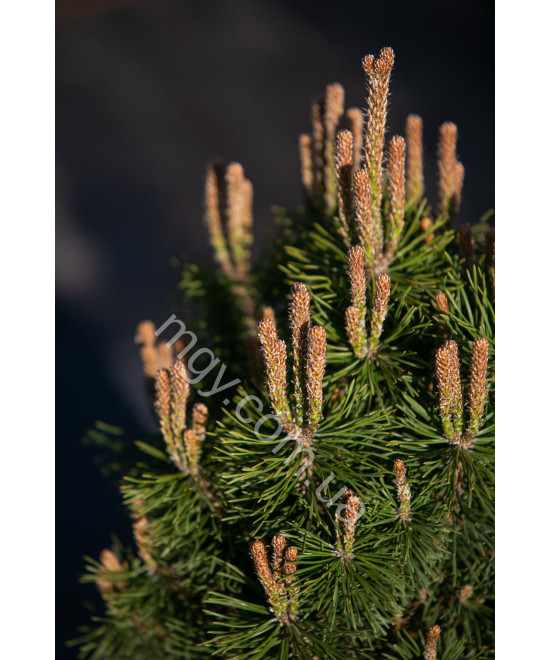 Сосна гірська Мопс (Pinus mugo Mops)