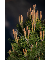 Сосна гірська Мопс (Pinus mugo Mops)