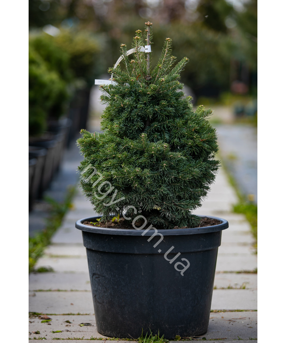 Ялиця Субальпійська 'Грін Глоуб' (Abies Lasiocarpa Green Globe)