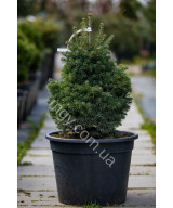 Ялиця Субальпійська 'Грін Глоуб' (Abies Lasiocarpa Green Globe)