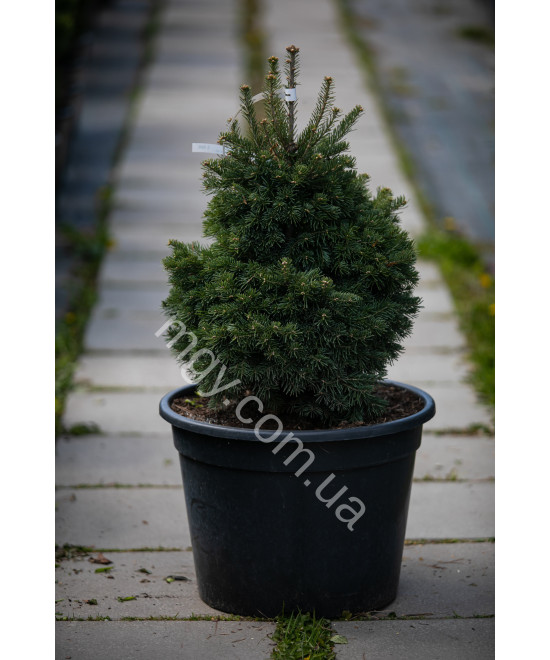 Ялиця Субальпійська 'Грін Глоуб' (Abies Lasiocarpa Green Globe)