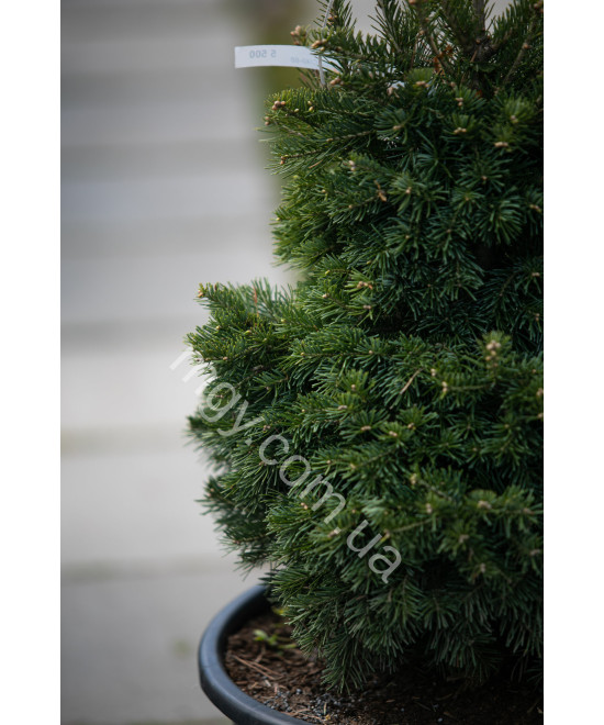 Ялиця Субальпійська 'Грін Глоуб' (Abies Lasiocarpa Green Globe)