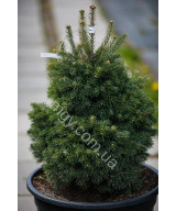 Ялиця Субальпійська 'Грін Глоуб' (Abies Lasiocarpa Green Globe)