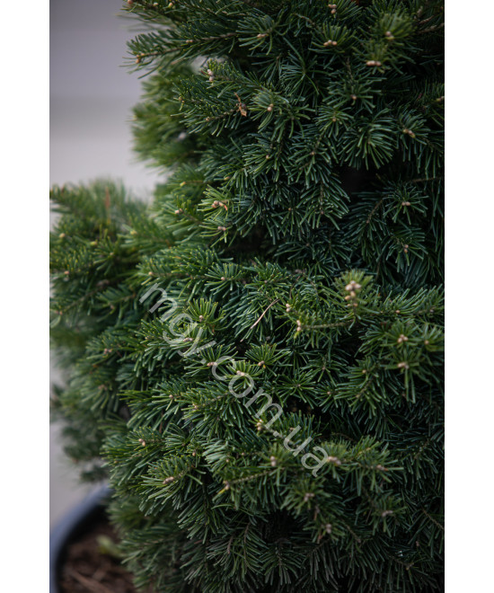 Ялиця Субальпійська 'Грін Глоуб' (Abies Lasiocarpa Green Globe)