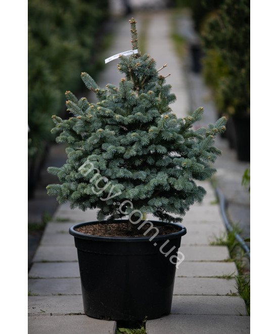 Ялиця ласіокарпа Компакта (Abies lasiocarpa Compacta)