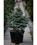 Ялиця ласіокарпа Компакта (Abies lasiocarpa Compacta)