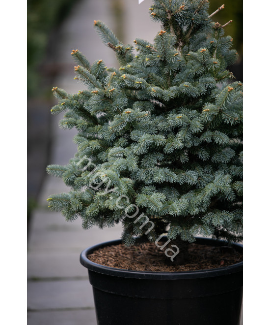 Ялиця ласіокарпа Компакта (Abies lasiocarpa Compacta)