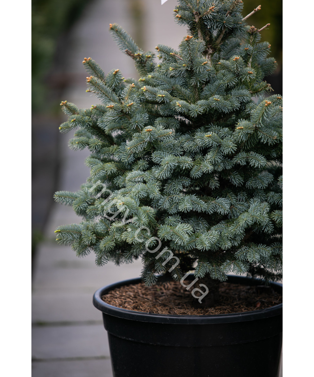 Ялиця ласіокарпа Компакта (Abies lasiocarpa Compacta)