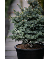 Ялиця ласіокарпа Компакта (Abies lasiocarpa Compacta)