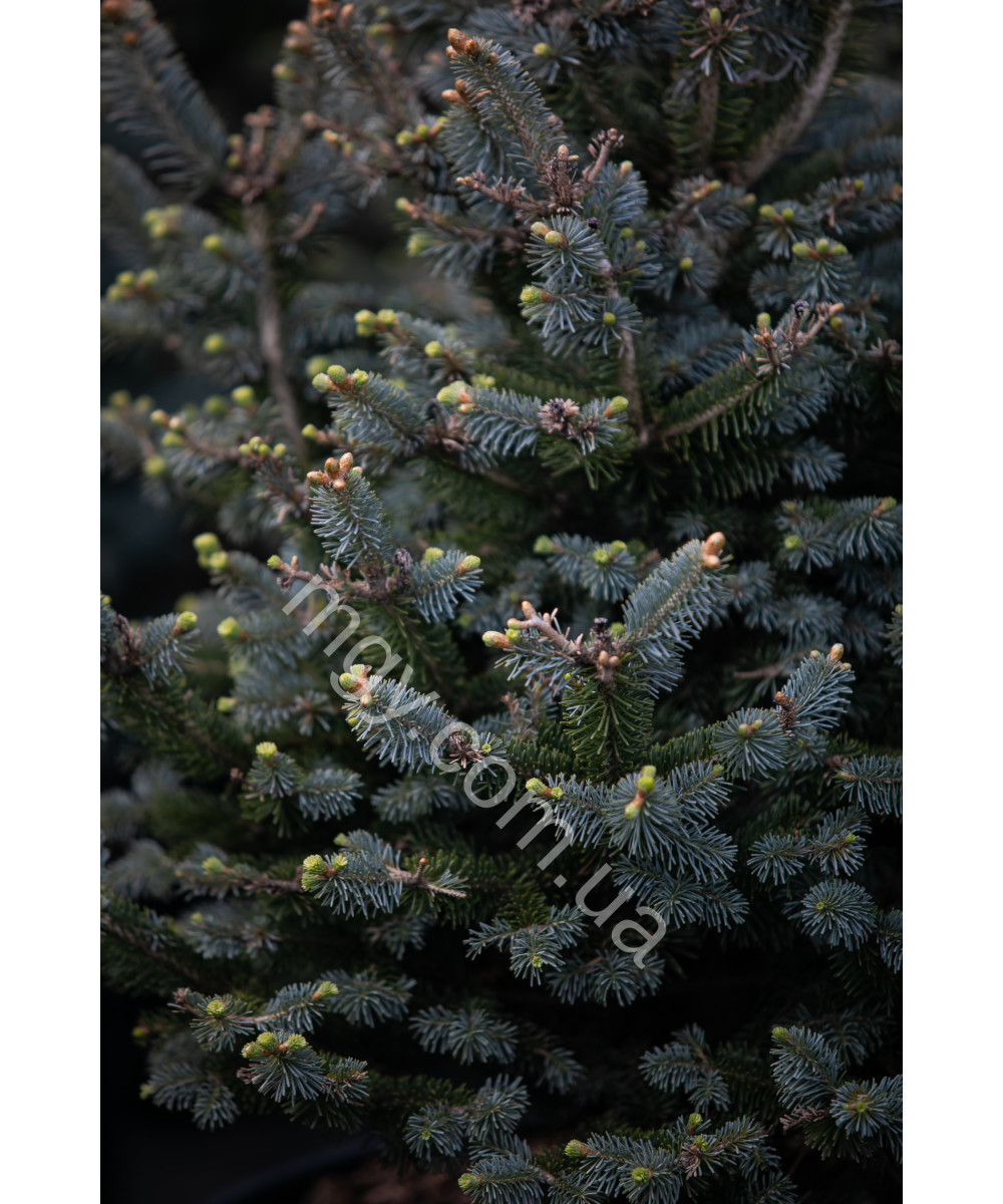 Ялиця ласіокарпа Компакта (Abies lasiocarpa Compacta)