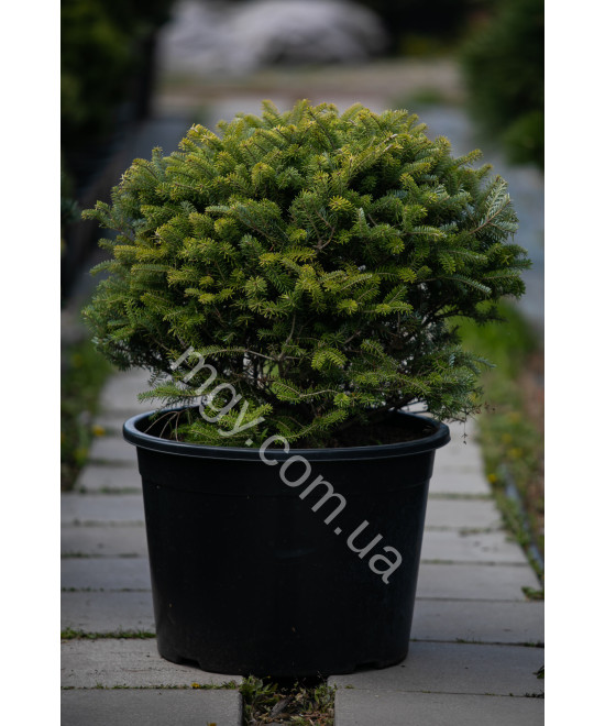 Ялиця Корейська (Abies Koreana)