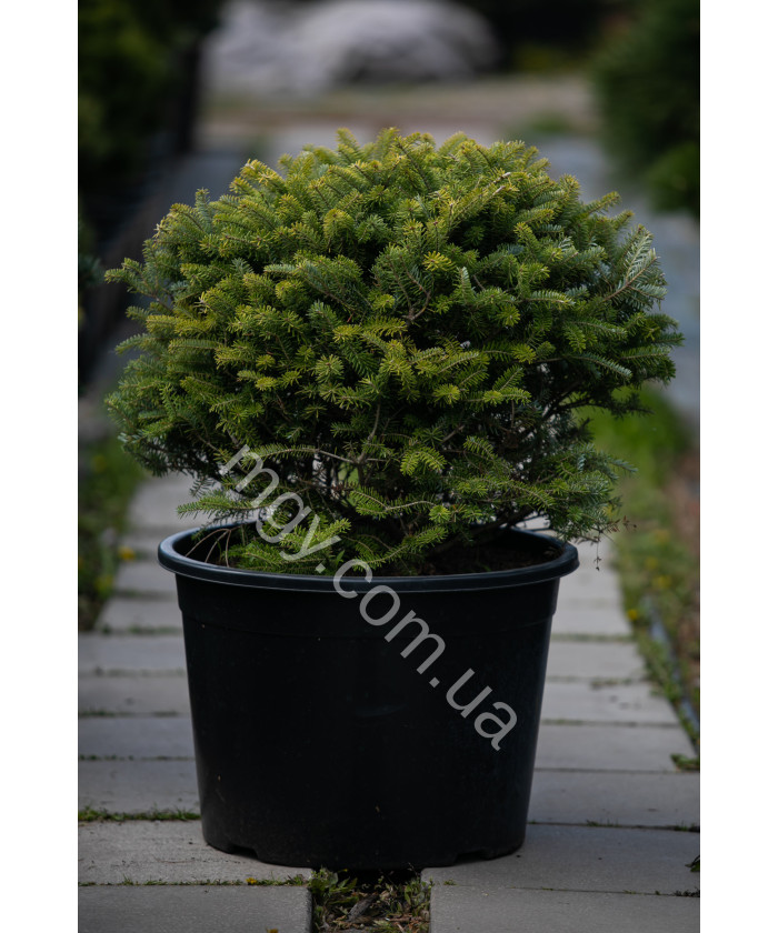 Ялиця Корейська (Abies Koreana)