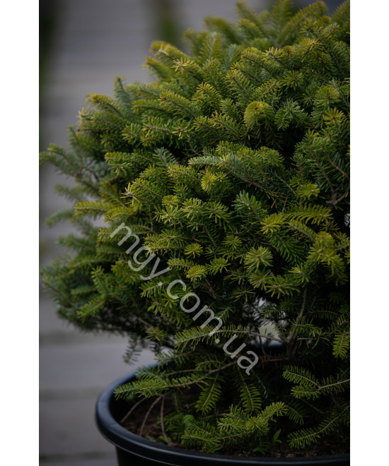 Ялиця Корейська (Abies Koreana)