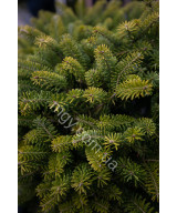 Ялиця Корейська (Abies Koreana)