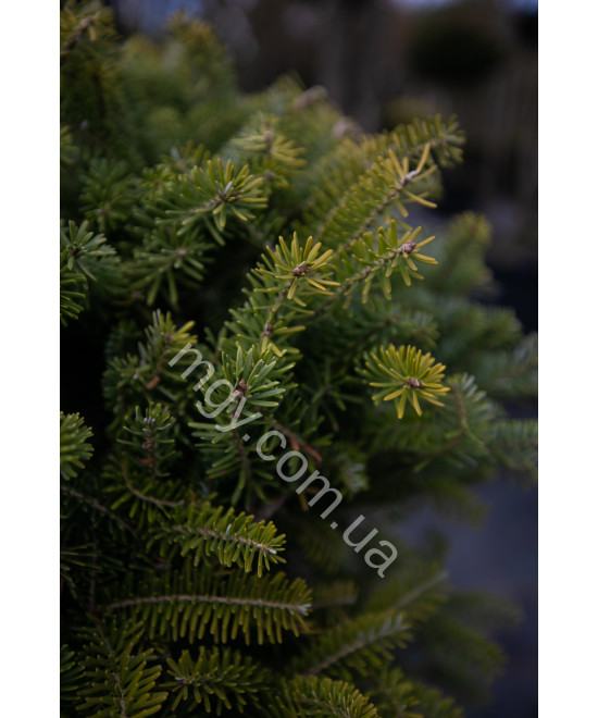 Ялиця Корейська (Abies Koreana)