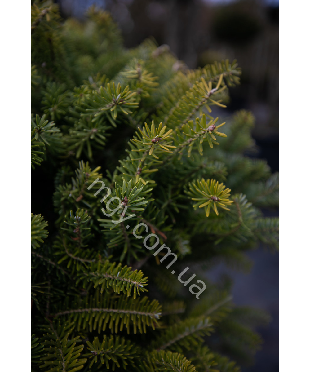 Ялиця Корейська (Abies Koreana)