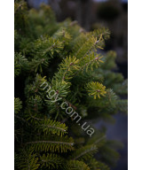 Ялиця Корейська (Abies Koreana)