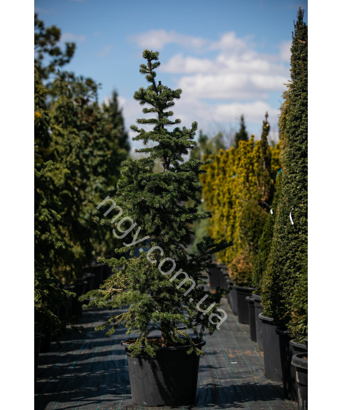 Ялина колюча Майголд (Picea pungens Maigold)