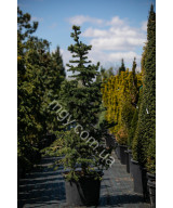 Ялина колюча Майголд (Picea pungens Maigold)