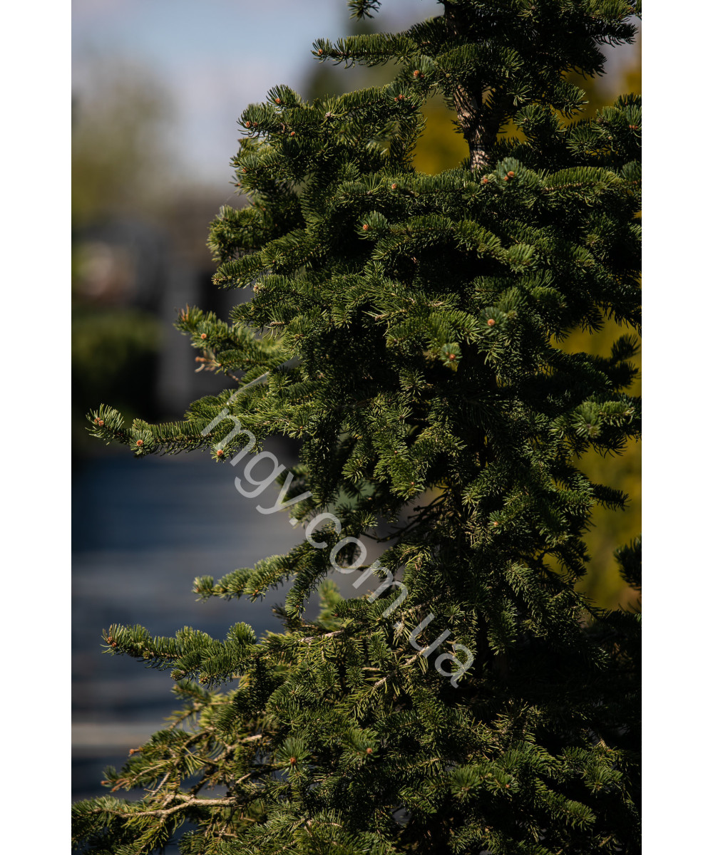 Ялина колюча Майголд (Picea pungens Maigold)