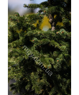 Ялина колюча Майголд (Picea pungens Maigold)