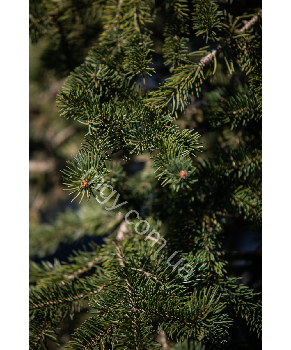 Ялина колюча Майголд (Picea pungens Maigold)