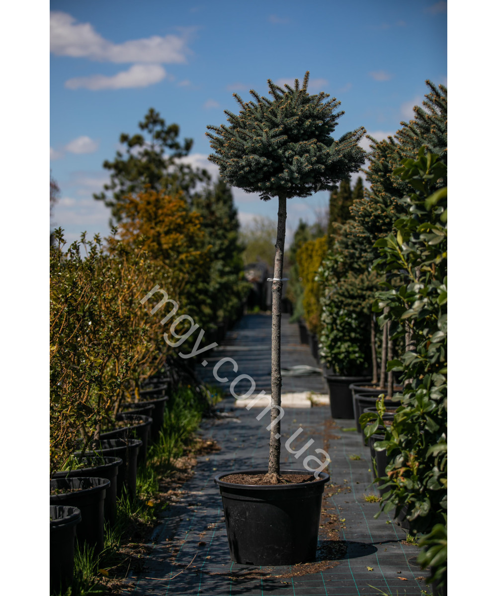 Ялина колюча Глаука Глобоза (Picea pungens Glauca Globosa