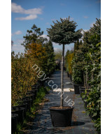 Ялина колюча Глаука Глобоза (Picea pungens Glauca Globosa