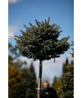 Ялина колюча Глаука Глобоза (Picea pungens Glauca Globosa