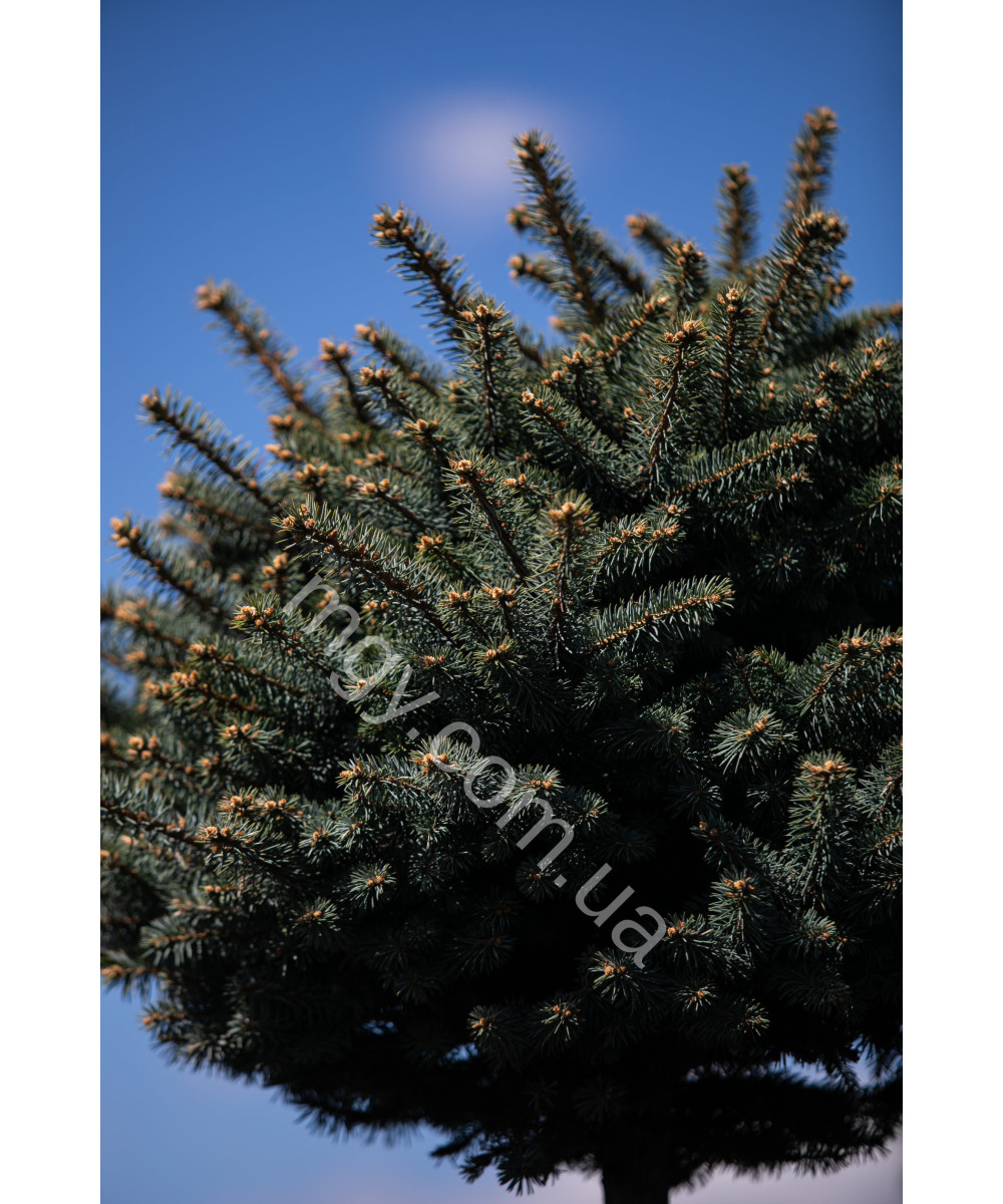 Ялина колюча Глаука Глобоза (Picea pungens Glauca Globosa