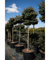 Ялина колюча Глаука Глобоза (Picea pungens Glauca Globosa