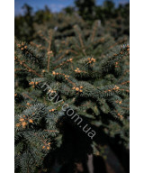 Ялина колюча Глаука Глобоза (Picea pungens Glauca Globosa
