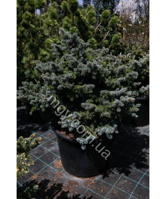 Ялина колюча Глаука Глобоза (Picea pungens Glauca Globosa)