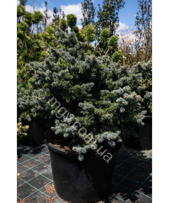 Ялина колюча Глаука Глобоза (Picea pungens Glauca Globosa)