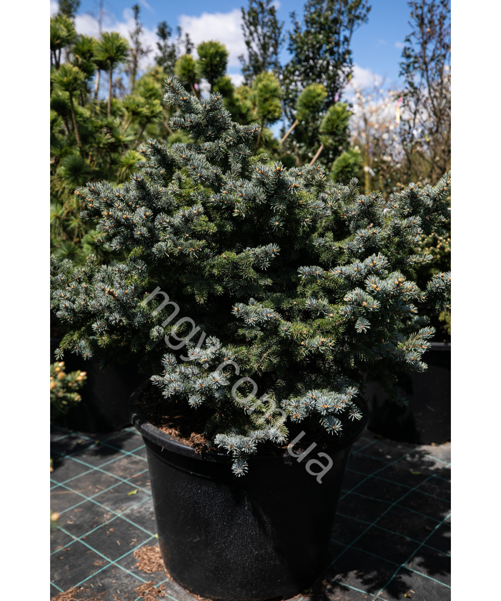 Ялина колюча Глаука Глобоза (Picea pungens Glauca Globosa)
