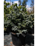 Ялина колюча Глаука Глобоза (Picea pungens Glauca Globosa)