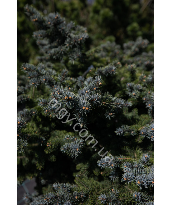 Ялина колюча Глаука Глобоза (Picea pungens Glauca Globosa)