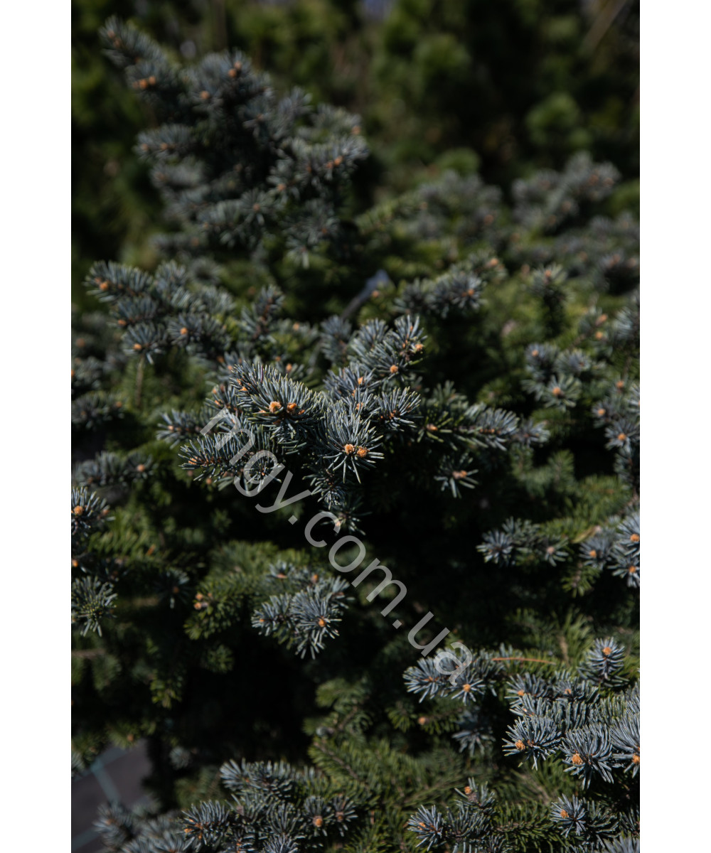 Ялина колюча Глаука Глобоза (Picea pungens Glauca Globosa)