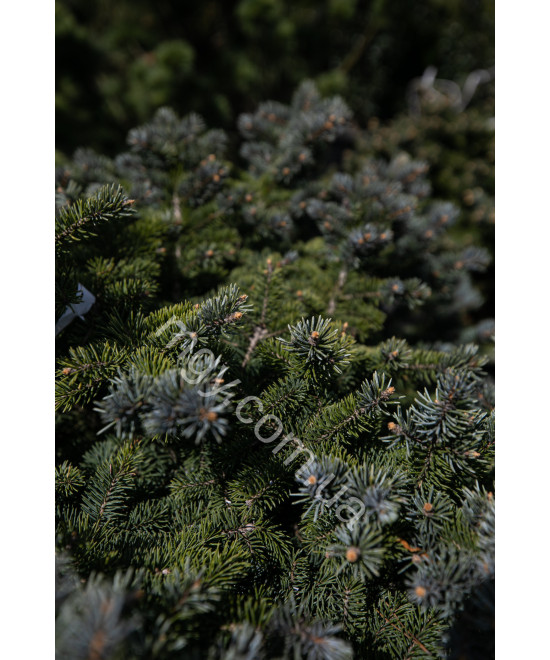 Ялина колюча Глаука Глобоза (Picea pungens Glauca Globosa)