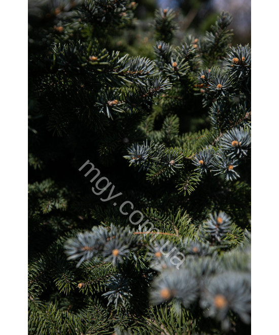 Ялина колюча Глаука Глобоза (Picea pungens Glauca Globosa)