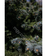 Ялина колюча Глаука Глобоза (Picea pungens Glauca Globosa)