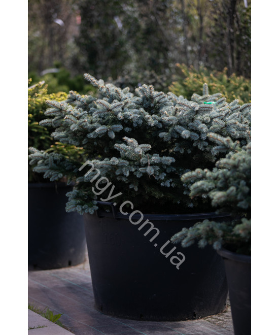 Ялина колюча Глаука Глобоза (Picea pungens Glauca Globosa)