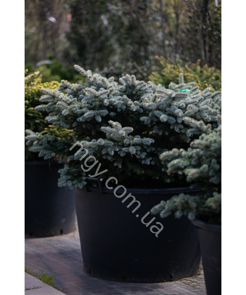 Ялина колюча Глаука Глобоза (Picea pungens Glauca Globosa)