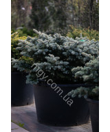 Ялина колюча Глаука Глобоза (Picea pungens Glauca Globosa)