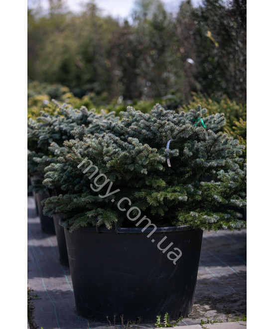 Ялина колюча Глаука Глобоза (Picea pungens Glauca Globosa)