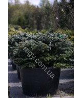 Ялина колюча Глаука Глобоза (Picea pungens Glauca Globosa)